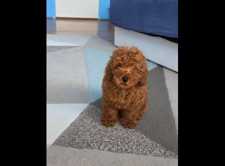 toy pudle 01-1.jpg